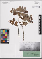 Foto von Salix cinerea L.